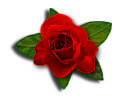 Roses 05